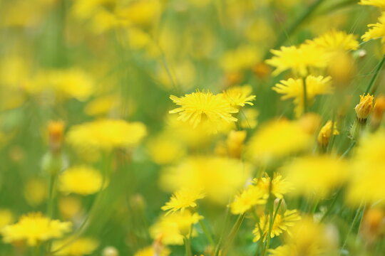 Macro of yellow Crepis sancta (Hawkbeard) blooming in a spring meadow, natural floral background