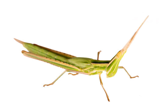 Predatory bush cricket (Saga pedo) of Crimea. Macro, isolated on white