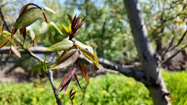 High quality slow motion video of a sunny spring dirt path along a fence and a close-up of a blooming walnut tree branch with fresh young green leaves and catkins against a bright blue sky.