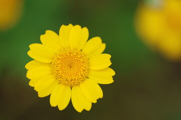 Obraz premium close up of wild yellow daisy in spring