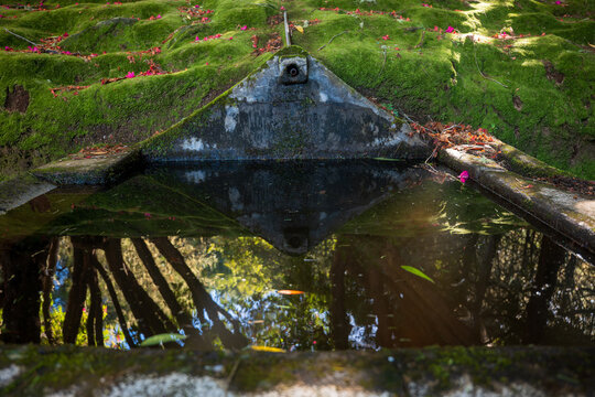 Moss draped levada basin and headwall in Madeira forest garden