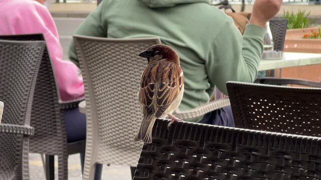 Italien bei Sanremo Ligurien im Fr&uuml;hling