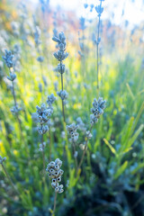 Wild fructifying mountain lavender (Lavandula), purple sage (Salvia) on the beech forests glade of the Crimean mountains. Fall season © max5128