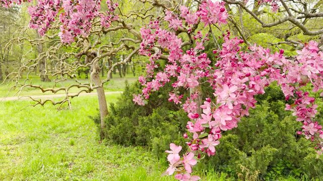 Bright pink crabapple blossoms dotted with fresh raindrops inspire a feeling of joy and wonder. These vibrant flowers cascade over a calm, green grassy landscape on a refreshing spring morning.
