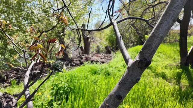 High quality slow motion video of a sunny spring dirt path along a fence and a close-up of a blooming walnut tree branch with fresh young green leaves and catkins against a bright blue sky.