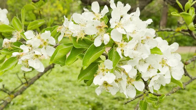 Delicate white pear tree blossoms glisten with fresh raindrops after a light shower. The bright green background and soft petals evoke a serene and joyful feeling of quiet spring renewal.