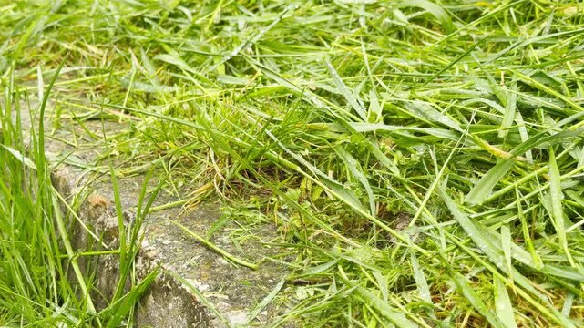 Freshly cut grass covered in delicate raindrops lies scattered over a concrete edge. The damp, vibrant green clippings inspire a refreshing and cheerful feeling of a quiet spring morning.