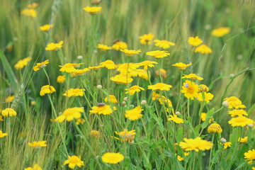 Fototapeta premium close up of wild yellow daisy in spring