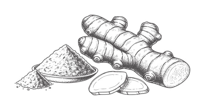 Hand drawn ginger root powder and slices white spice ingredient