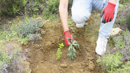 Fototapeta premium Volunteers Planting Trees In Natural Areas