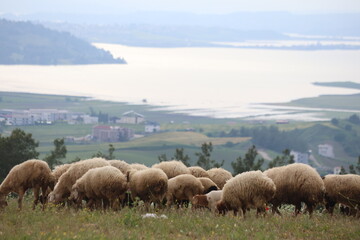 Fototapeta premium Flock of sheep grazing on a green hill overlooking a lake and misty mountains in the Mediterranean landscape of Adana, Turkey.