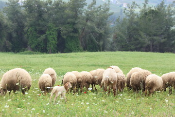 Fototapeta premium Flock of domestic sheep and young lambs grazing on a green pasture in the countryside 