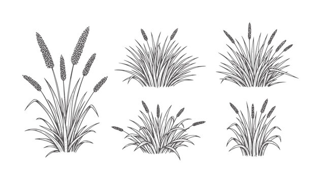 Six hand drawn of grass clumps with seed heads plant