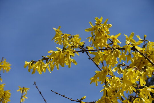Unclouded blue sky and bright yellow flowers of forsythia in mid March