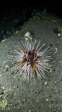 Sea urchin (Echinoidea) active at night with subtle spine movement, macro 4K UHD footage in real-time with ambient sound, detailed texture and clean dark background, nocturnal reef echinoderm behavior