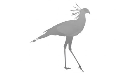 Obraz premium Elegant silhouette of a crested bird with long legs standing gracefully