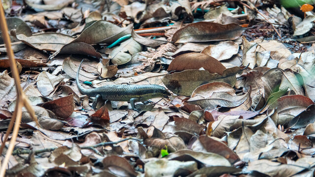 A skink (Scincidae) in the tropical rain forest of Borneo Island, Mountain cloudy forest, hylea in Malaysia, hill Gunung Kinabalu. Monsoon season, wet leaf litter in the forest