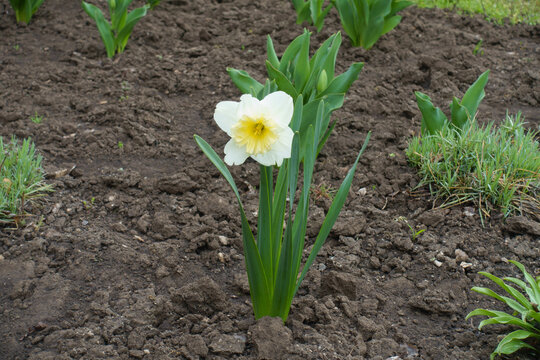 One ivory white large-cupped flower of narcissus Ice Follies in April