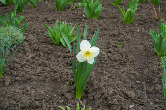 One ivory white large-cupped flower of narcissus Ice Follies in April