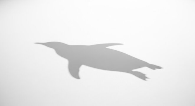 Silhouette of a swimming penguin cast as a shadow on a light background