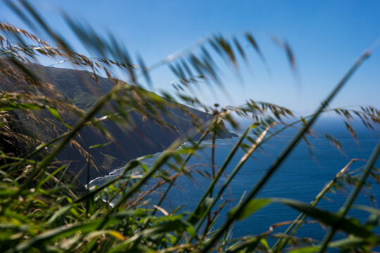 Windblown grasses and cliff line on Madeira's rugged north coast