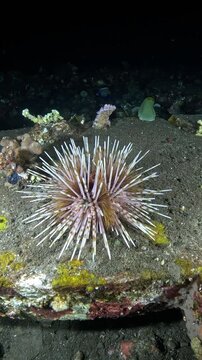Sea urchin (Echinoidea) active at night with subtle spine movement, macro 4K UHD footage in real-time with ambient sound, detailed texture and clean dark background, nocturnal reef echinoderm behavior