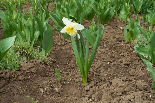 One ivory white large-cupped flower of narcissus Ice Follies in April