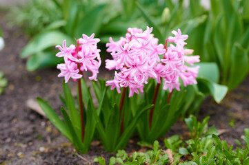 Fototapeta premium Hyacinth flowers blooming in garden