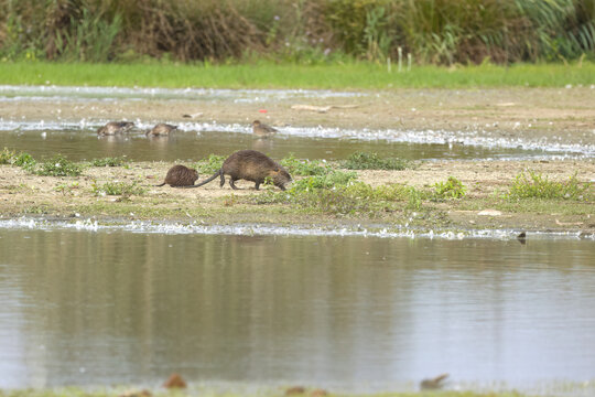 adult nutria with young eating green plants on the shore, nutria family at the lake, calm lake, reeds and meadow, brown fur of the coypus, rodents, Myocastor coypus, coypu foraging on the shore 