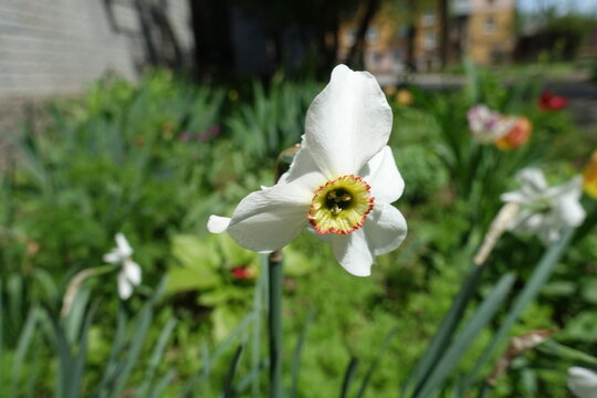 One white flower of Narcissus poeticus in mid May