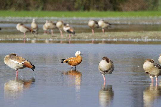 ruddy shelduck stands in shallow water surrounded by Egyptian geese, a single ruddy shelduck, Egyptian geese to the left and right, Tadorna ferruginea, waterfowl in the sunshine, Alopochen aegyptiaca