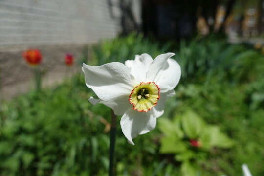 One white flower of Narcissus poeticus in mid May
