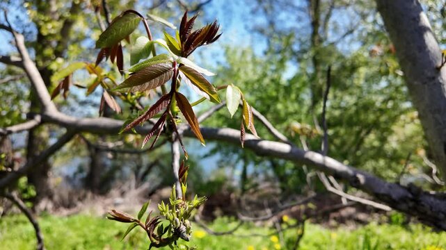 High quality slow motion video of a sunny spring dirt path along a fence and a close-up of a blooming walnut tree branch with fresh young green leaves and catkins against a bright blue sky.