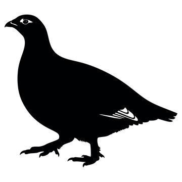 black cormorant bird standing on rock flat design vector illustration