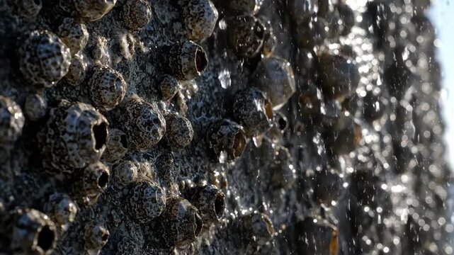 Close-up of barnacles attached to a rock surface with water droplets and sunlight creating a textured natural background and highlighting marine life
