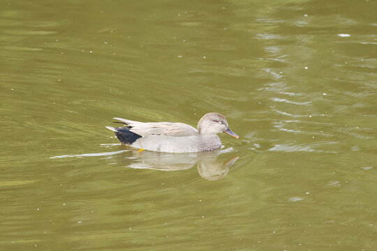 A male gadwall with closed eyes on the pond, a shimmering brown lake with a sleeping duck, an idyllic scene with waterfowl on the lake, idyllic nature with waterfowl, Mareca strepera