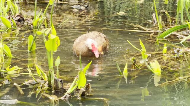 A lively muscovy duck enthusiastically flaps its wings and splashes in the shallow pond. This exciting display feels incredibly joyful and energetic, bringing the calm marshland to life.
