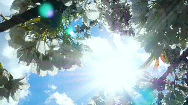 Flowering fruit trees in a garden illuminated by bright spring sunlight, with a bee flying toward cherry blossoms. Concept of spring bloom, pollination, nature awakening, and garden beauty. Fresh air