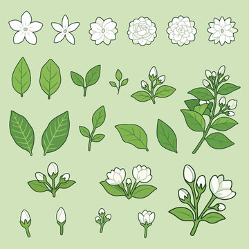 jasmine floral element set in flat design for Mother's Day and traditional Thai decor and greeting cards.