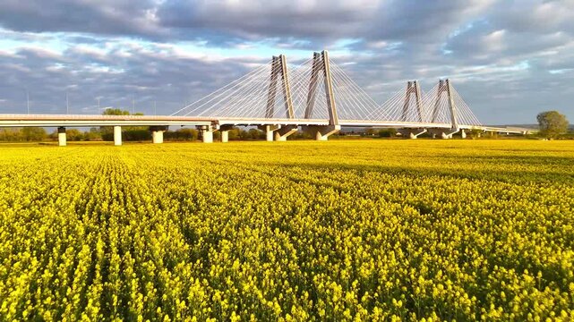 Aerial view of modern cable-stayed bridge spanning vibrant yellow flower field under a cloudy sky, showcasing structural design and natural beauty in a rural landscape