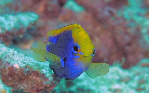 セナキルリスズメダイ　Chrysiptera starck　Starck's demoiselle　Starck's damselfish