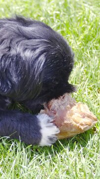 Dog on grass chew bone with meat in slow motion