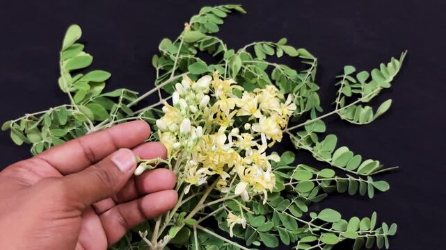 fresh moringa flowers with green leaves on natural background