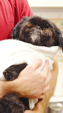 Person carry cute black dog in hands like a baby in slow motion