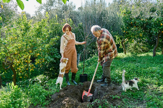 Couple planting a young tree in a sunny home garden with pets