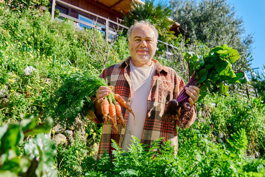 Man harvesting fresh carrots and beetroots in garden outdoors