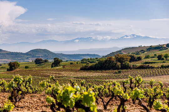 Scenic vineyard landscape in Samaniego Rioja Spain