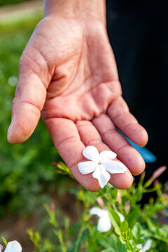 Hand holding delicate white jasmine blossom during harvest in Grasse