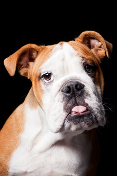 Cute English Bulldog portrait on black background looking at camera