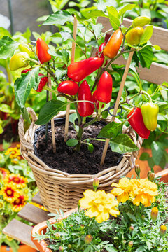 Red chillies and flowers in wicker pot on balcony urban garden